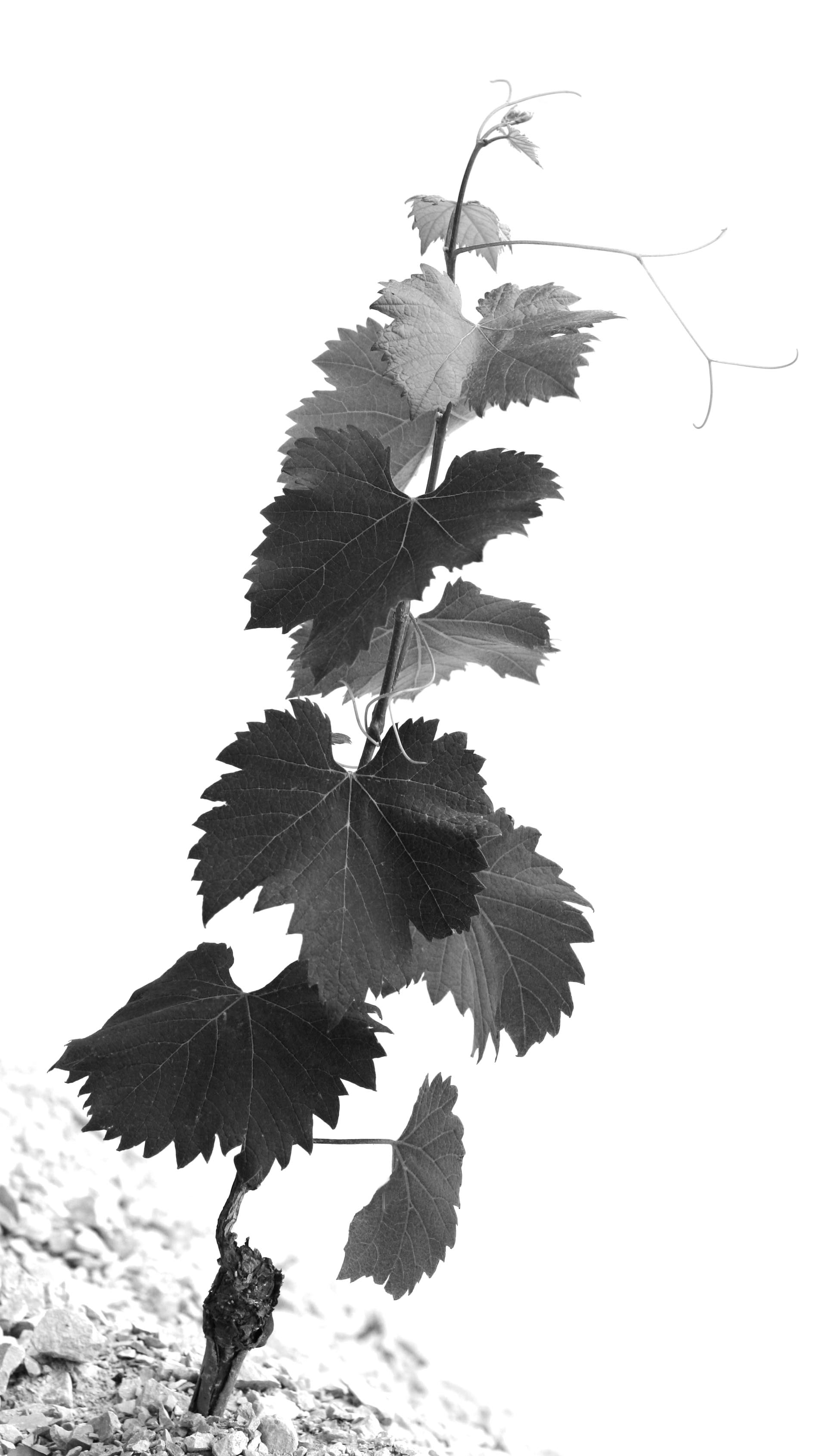 Souche de vigne du domaine